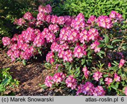 Rhododendron Junifee