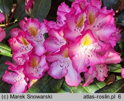 Rhododendron hort. Junifee