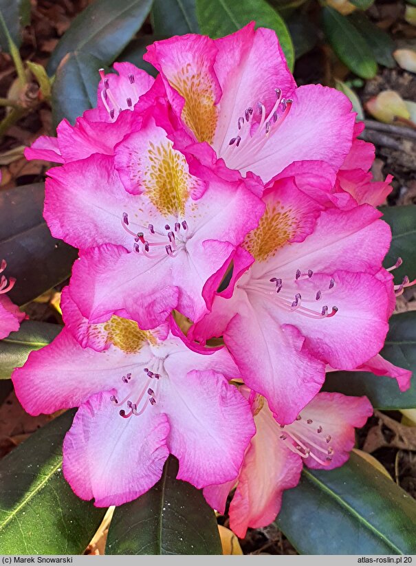 Rhododendron hort. Junifee