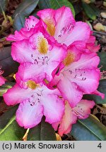 Rhododendron hort. Junifee