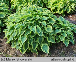 Hosta Pilgrim