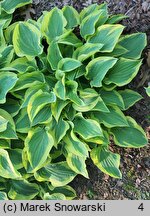 Hosta Pilgrim