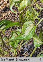 Disporum cantoniense Moonlight