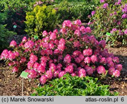 Rhododendron hort. Junifee