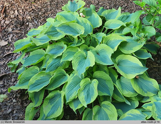 Hosta Deja Blu