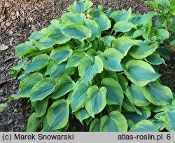 Hosta Deja Blu