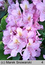 Rhododendron hort. Christian Schroder
