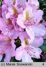 Rhododendron hort. Christian Schroder