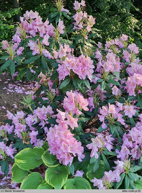 Rhododendron hort. Christian Schroder