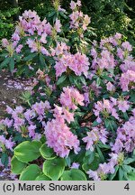 Rhododendron hort. Christian Schroder