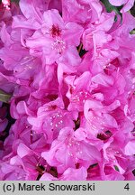 Rhododendron hort. Cornelia Schröder