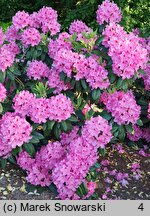 Rhododendron hort. Cornelia Schröder