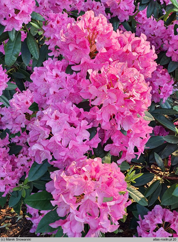 Rhododendron hort. Cornelia Schröder