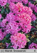 Rhododendron hort. Cornelia Schröder