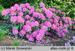 Rhododendron hort. Cornelia Schröder