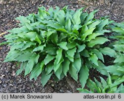 Hosta Emerald Carpet