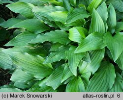 Hosta Emerald Carpet