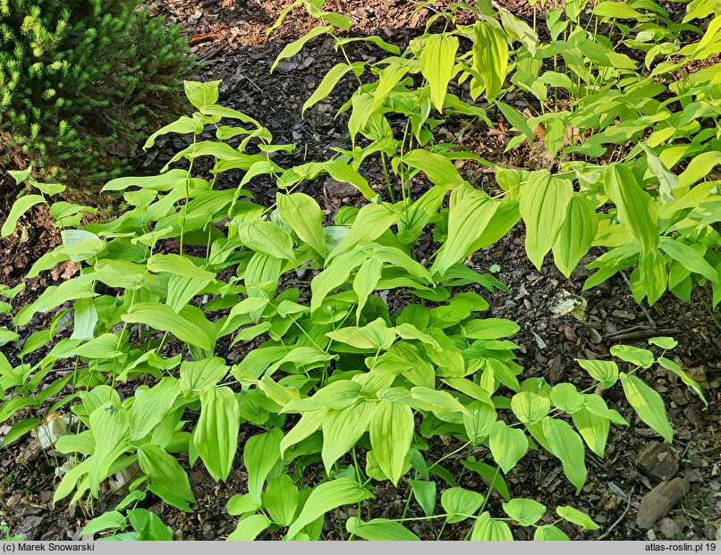 Uvularia grandiflora Lynda Windsor