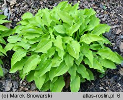 Hosta Eric Smith