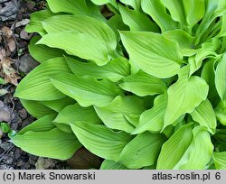 Hosta Eric Smith