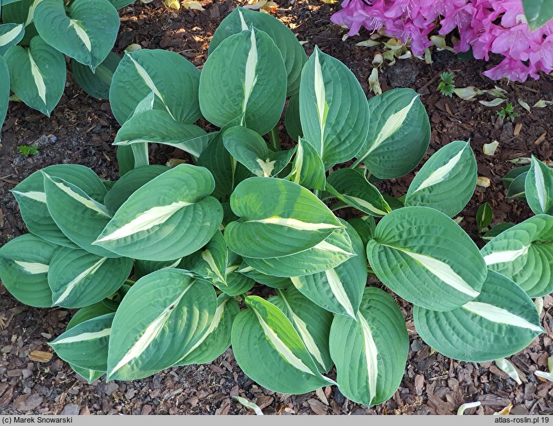 Hosta Risky Buisness