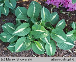 Hosta Risky Buisness