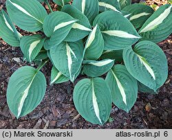 Hosta Risky Buisness