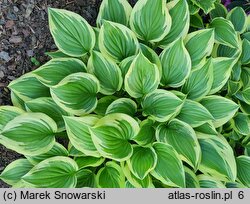 Hosta Emily Dickinson