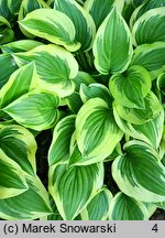 Hosta Emily Dickinson