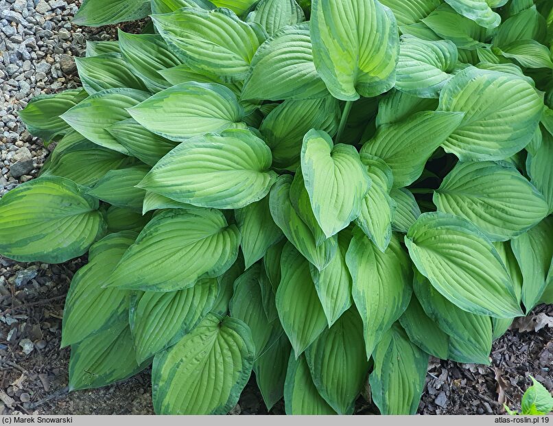 Hosta Honeybells