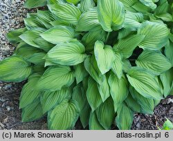 Hosta Honeybells