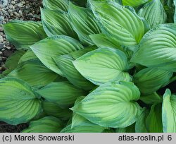 Hosta Honeybells