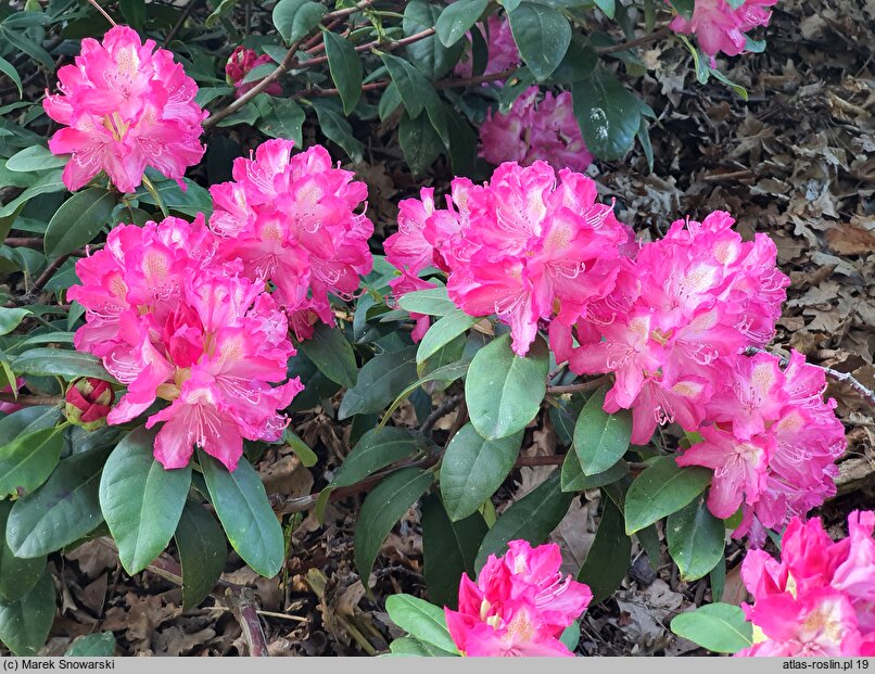 Rhododendron Juniperle