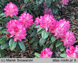 Rhododendron Juniperle