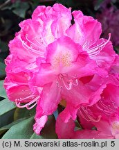 Rhododendron Juniperle