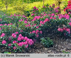 Rhododendron hort. Juniperle