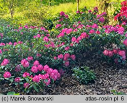 Rhododendron Juniperle