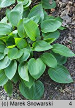 Hosta Purple Heart