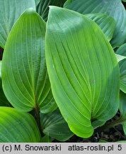 Hosta Purple Heart