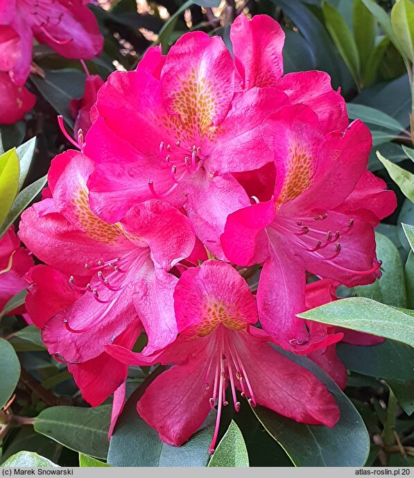 Rhododendron Hachmann's Junifeuer