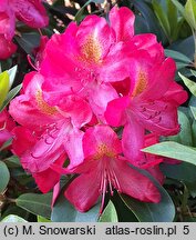 Rhododendron Hachmann's Junifeuer