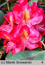 Rhododendron hort. Hachmann's Junifeuer