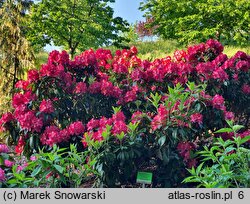 Rhododendron Hachmann's Junifeuer