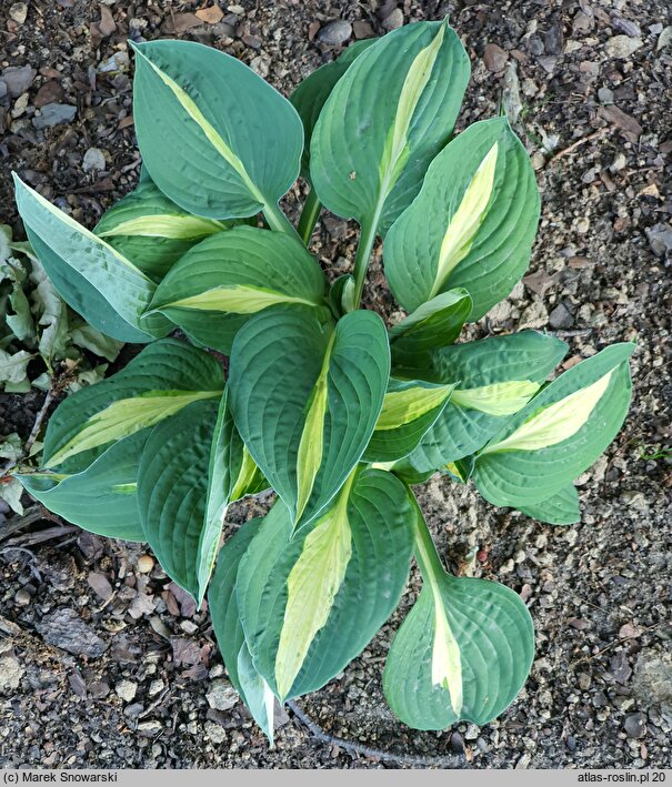 Hosta Pole Cat