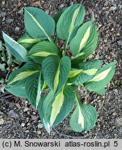 Hosta Pole Cat