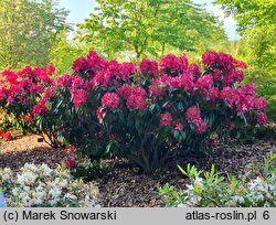 Rhododendron hort. Hachmann's Junifeuer