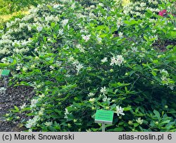 Calycanthus White Dress