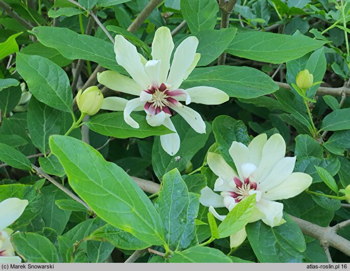 Calycanthus White Dress