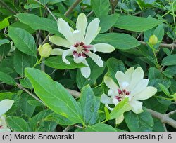 Calycanthus White Dress