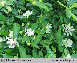 Calycanthus White Dress